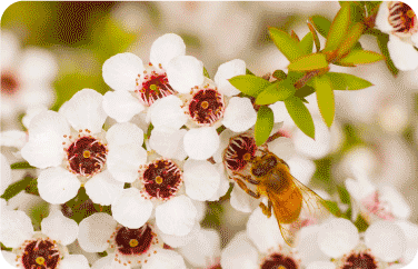 رحيق زهور شجرة المانوكا لتصنيع عسل المانوكا الطبيعي