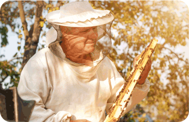 مناحل عسل المانوكا من معجزة الشفاء بالكويت